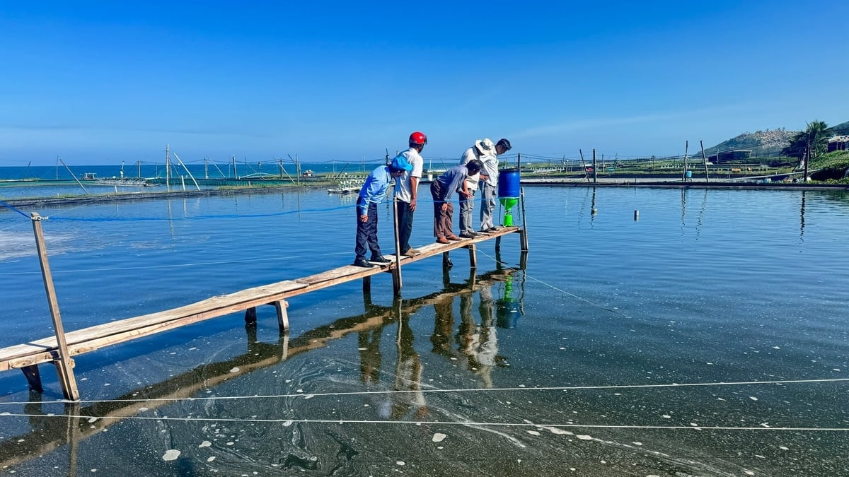 Máy cho ăn tự động giúp điều chỉnh lượng thức ăn phù hợp theo từng giai đoạn. Ảnh: L.K. Máy cho ăn tự động giúp điều chỉnh lượng thức ăn phù hợp theo từng giai đoạn. Ảnh: L.K.