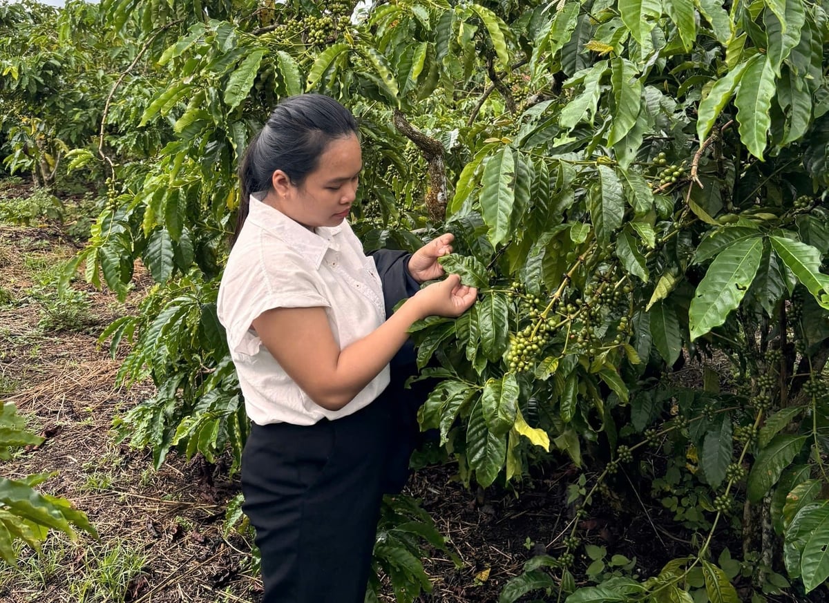 Theo dõi, điều tra sinh vật gây hại trong mô hình quản lý sức khỏe cây trồng tổng hợp trên cây cà phê. Ảnh: Lê Khánh.