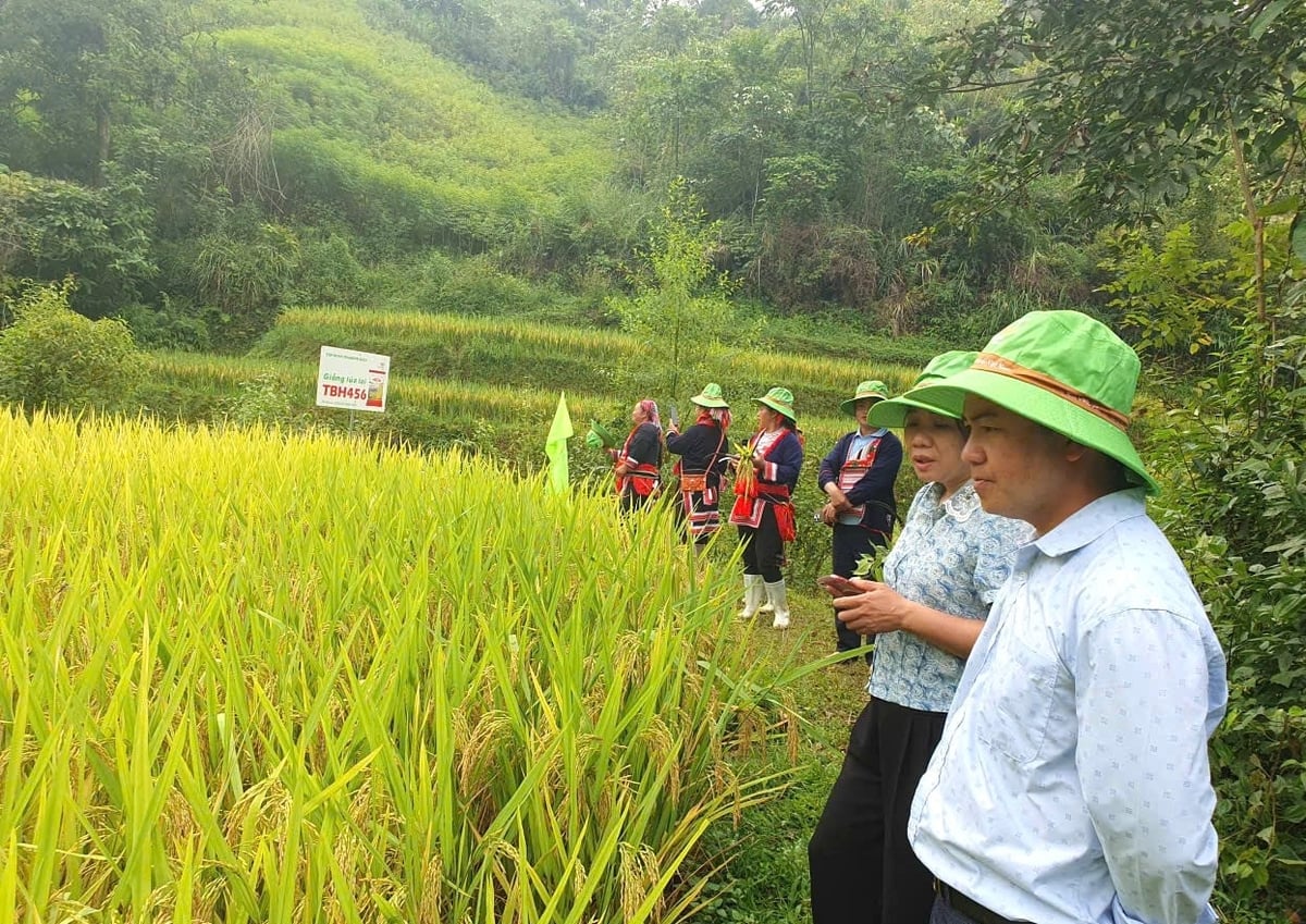 Giống lúa lai TBH456 mang lại nhiều kỳ vọng cho người nông dân ở Tuyên Quang. Ảnh: Đàm Triển.