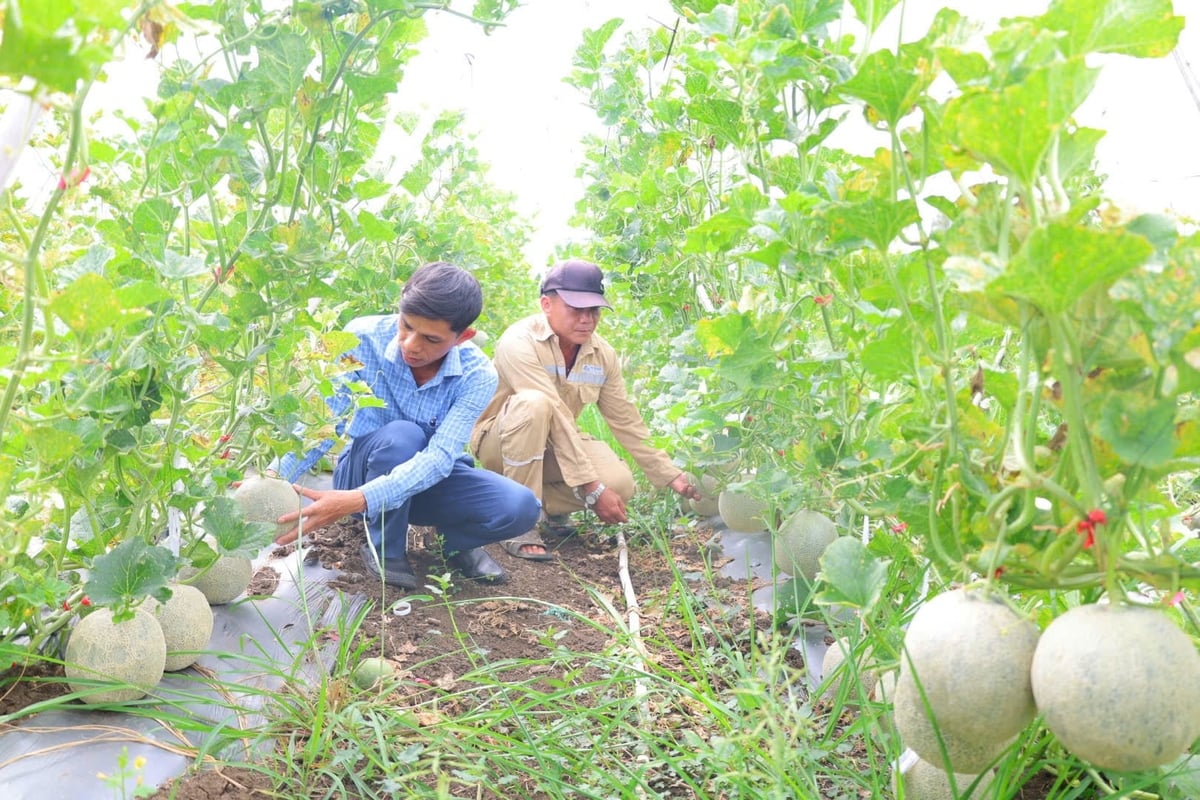 Cây dưa lưới thích nghi tốt với điều kiện canh tác ở xã Đông Sơn. Ảnh: L.K. Cây dưa lưới thích nghi tốt với điều kiện canh tác ở xã Đông Sơn. Ảnh: L.K.