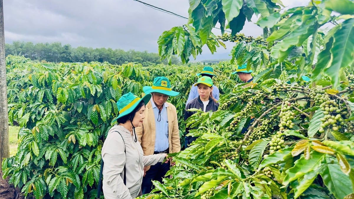 TS Tôn Nữ Tuấn Nam (trên cùng bên trái), Trưởng Ban cố vấn Chương trình kiểm tra chùm quả cùng chủ vườn. Ảnh: Huy Duy.