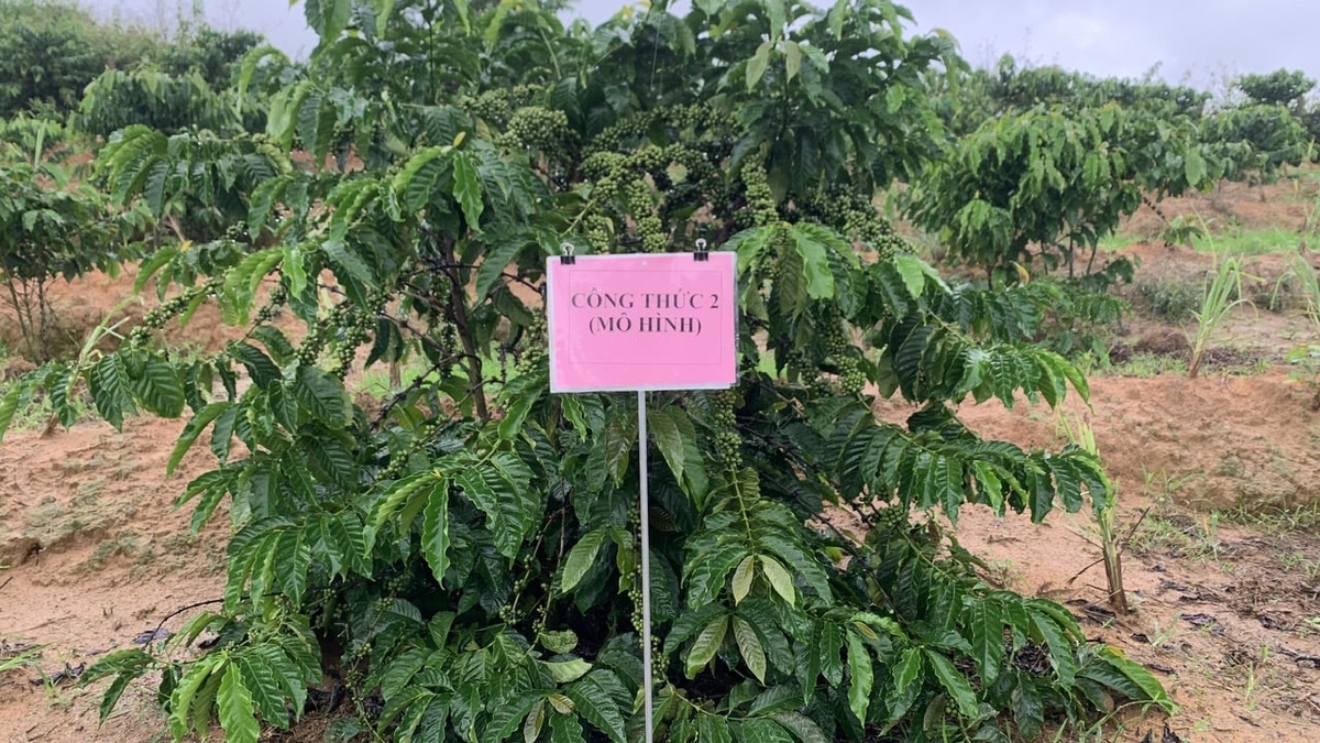 Phần vườn mô hình cành mang quả dày, các chùm quả phát triển đồng đều, hạt lớn. Ảnh: Duy Huy.