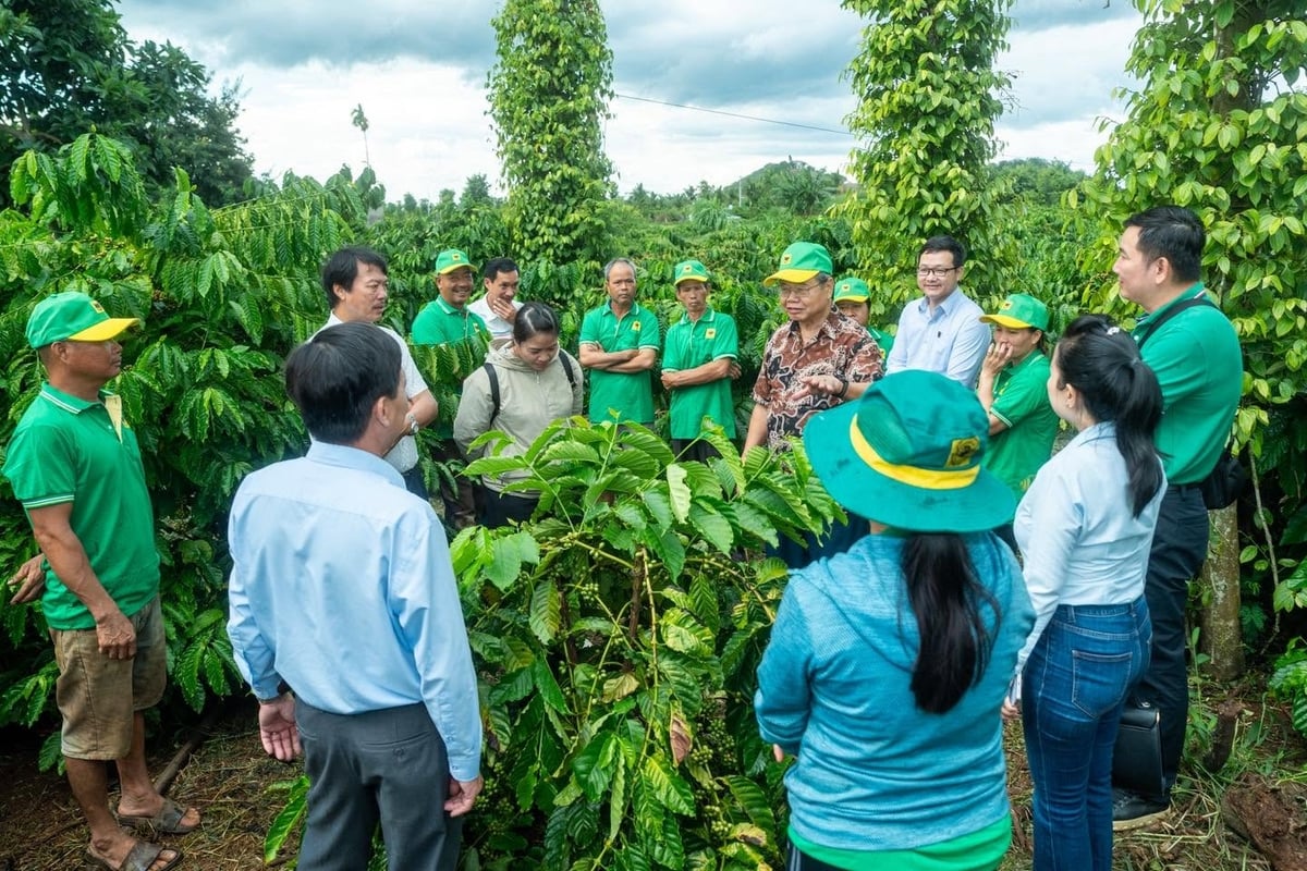 Các chuyên gia hướng dẫn nông dân đánh giá tình trạng dinh dưỡng của cây qua màu lá, cành dự trữ và chùm quả ngay tại vườn. Ảnh: Tấn Phong.