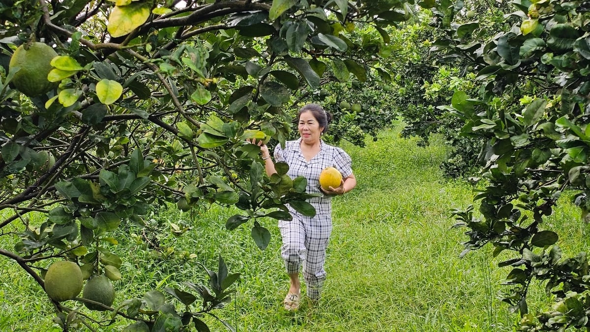 Bà Trần Thị Thủy - chủ vườn bưởi canh tác thuận thiên ở Phú Lý. Ảnh: Hồng Thủy.