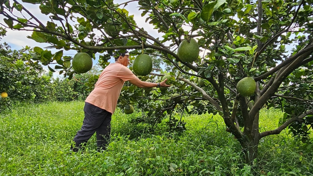 Ông Nguyễn Văn Sơn - em trai bà Thủy kiểm tra vườn bưởi sử dụng IMO. Ảnh: Hồng Thủy. 