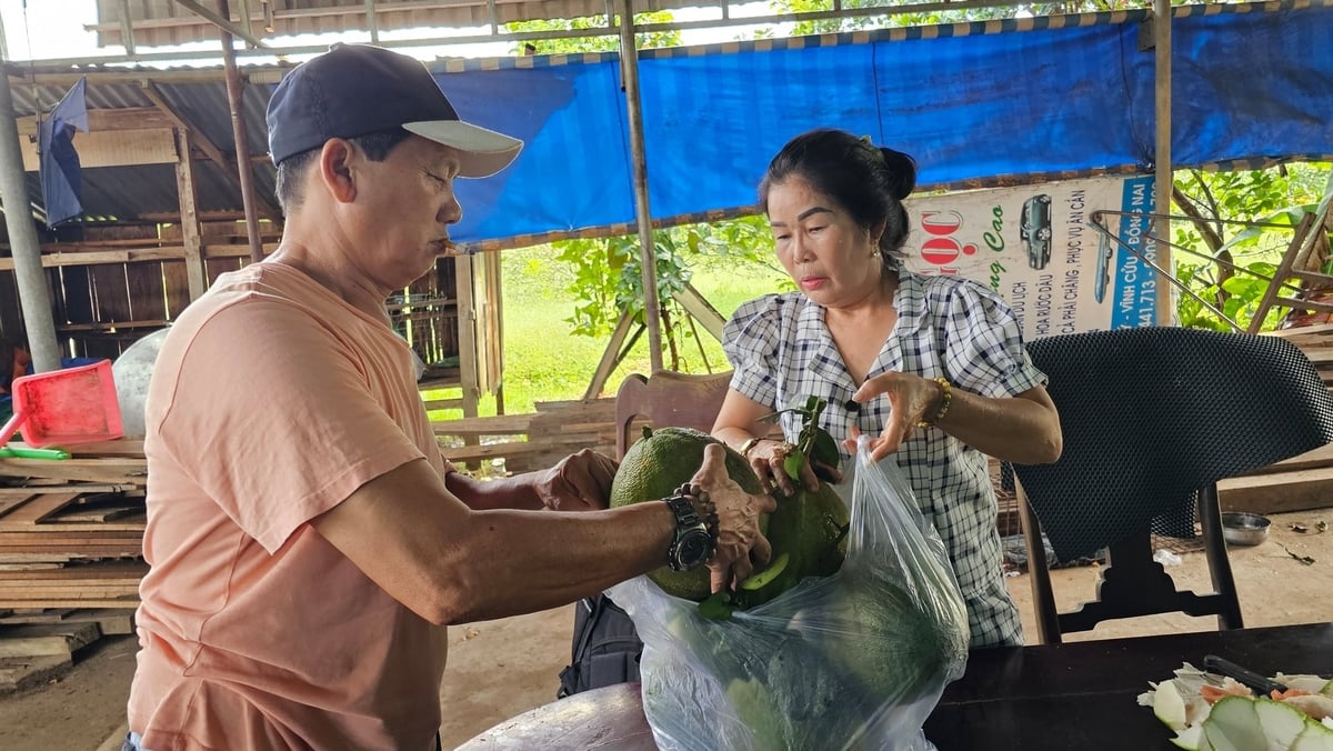 Dù không được chăm kỹ, những trái bưởi trong vườn của bà Thuỷ vẫn rất đẹp, đều, chất lượng tốt. Ảnh: Hồng Thủy.