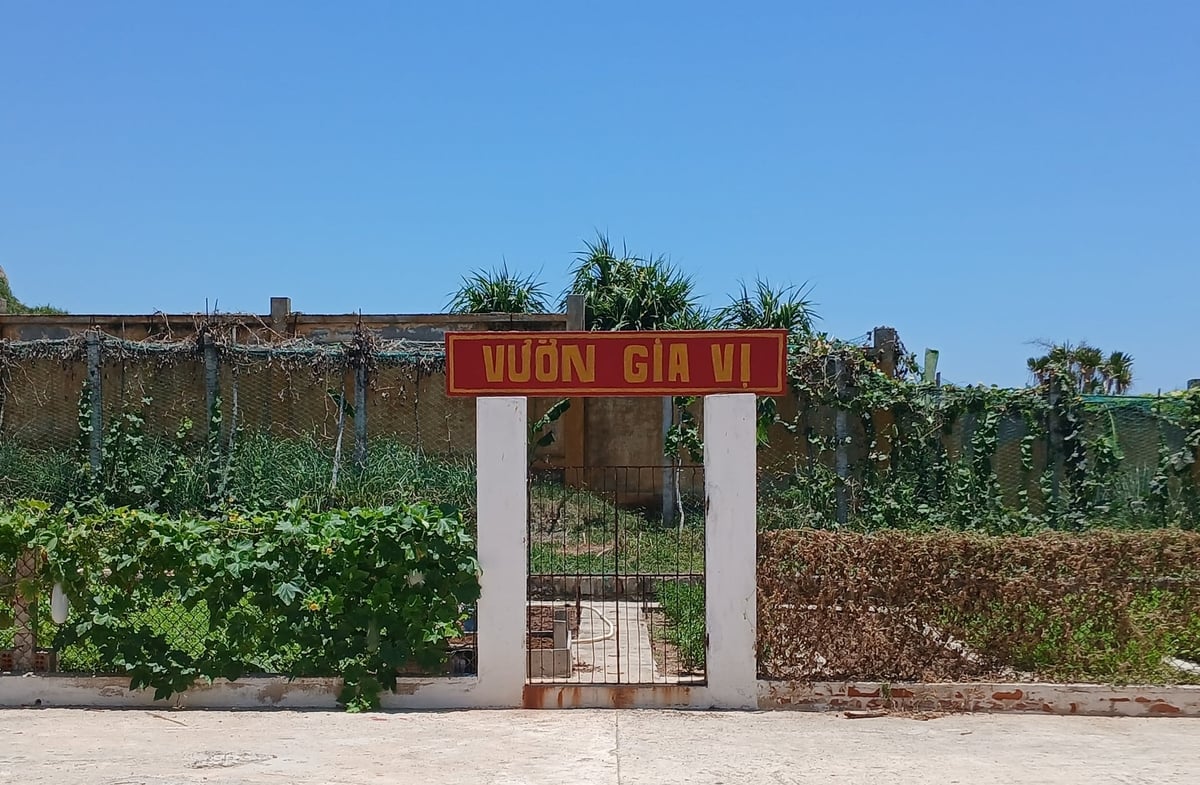 Vườn rau gia vị của bộ đội trên xã đảo Nhơn Châu do đất thiếu dinh dưỡng nên phát triển rất kém. Ảnh: V.Đ.T.
