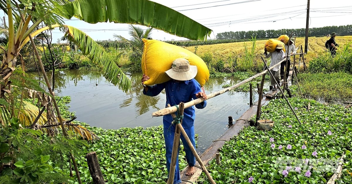 Nông dân thu hoạch lúa tại vùng triển khai mô hình sản xuất lúa chất lượng cao, phát thải thấp. Ảnh: Minh Sáng.