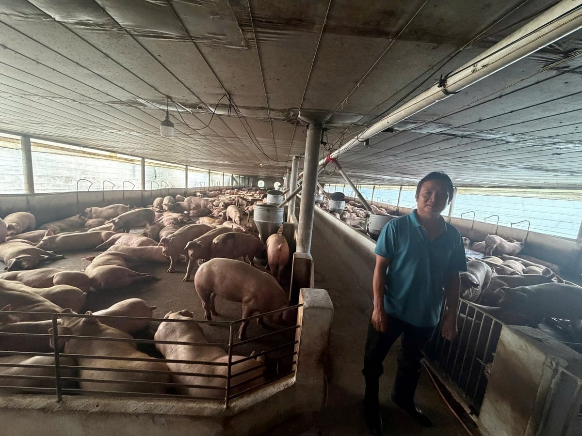 Trại heo ở Đồng Nai, nơi phát hiện sử dụng chất cấm Salbutamol trong thức ăn chăn nuôi. Ảnh: Chi cục Chăn nuôi Thú y TP.HCM.