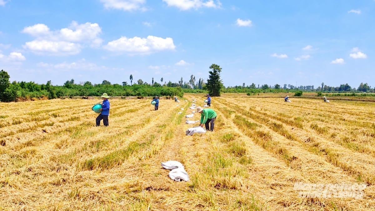 Từ thay đổi kỹ thuật đến liên kết tiêu thụ, sản xuất lúa phát thải thấp đang từng bước hình thành chuỗi giá trị bền vững. Ảnh: Minh Sáng.