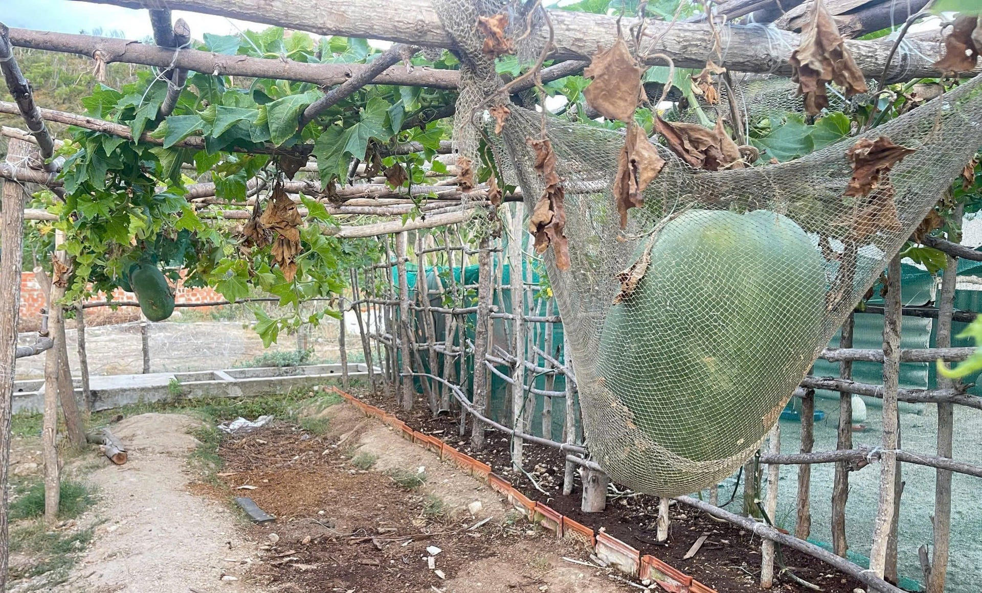Những quả bí đao khổng lồ trên xã đảo Nhơn Châu được 'nằm võng' để khỏi làm sập giàn. Ảnh: ĐT.