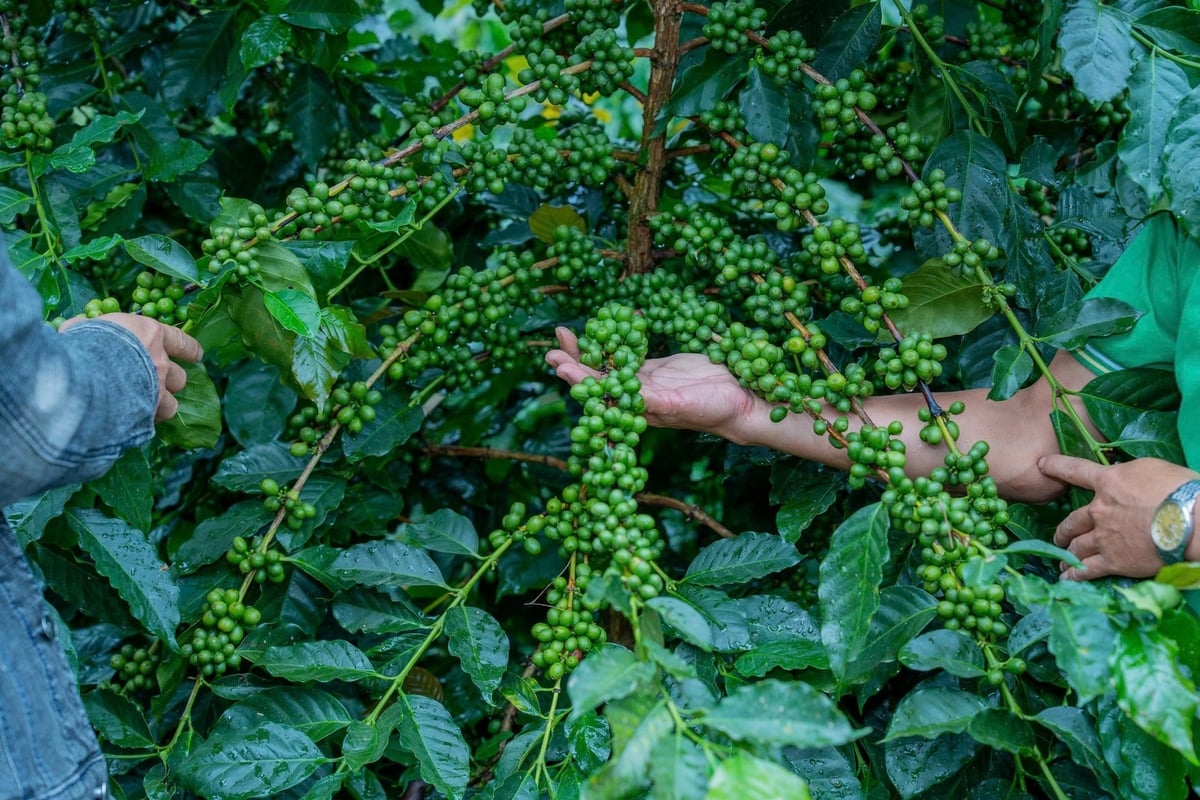 Chùm quả trên phần vườn cà phê mô hình: đóng dày, đồng đều, cuống bám chắc. Ảnh: BFC.