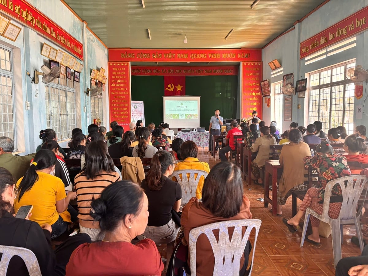 Nông dân được tập huấn 7 đợt về quản lý sức khỏe cây trồng tổng hợp trong vụ sản xuất cà phê. Ảnh: Lê Khánh.