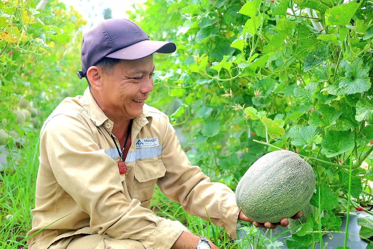 Cây dưa lưới giúp ông Hai có doanh thu khoảng 400 triệu đồng/ha. Ảnh: L.K. Cây dưa lưới giúp ông Hai có doanh thu khoảng 400 triệu đồng/ha. Ảnh: L.K.