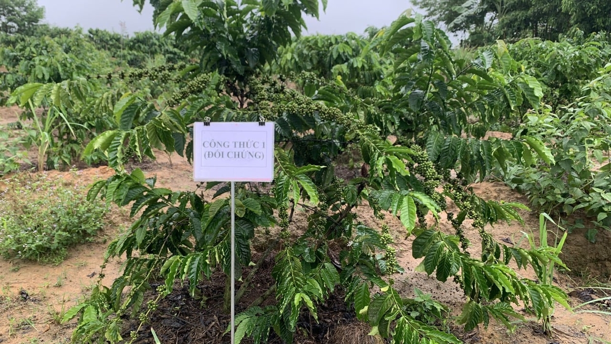 Phần vườn đối chứng trên cùng lô đất mật độ quả thưa hơn, kích thước quả không đều. Ảnh: Duy Huy.