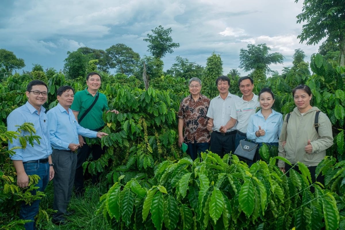 Chùm quả trên phần vườn mô hình quả đóng dày, kích thước đồng đều, cuống quả bám chắc cành. Ảnh: Tấn Phong.