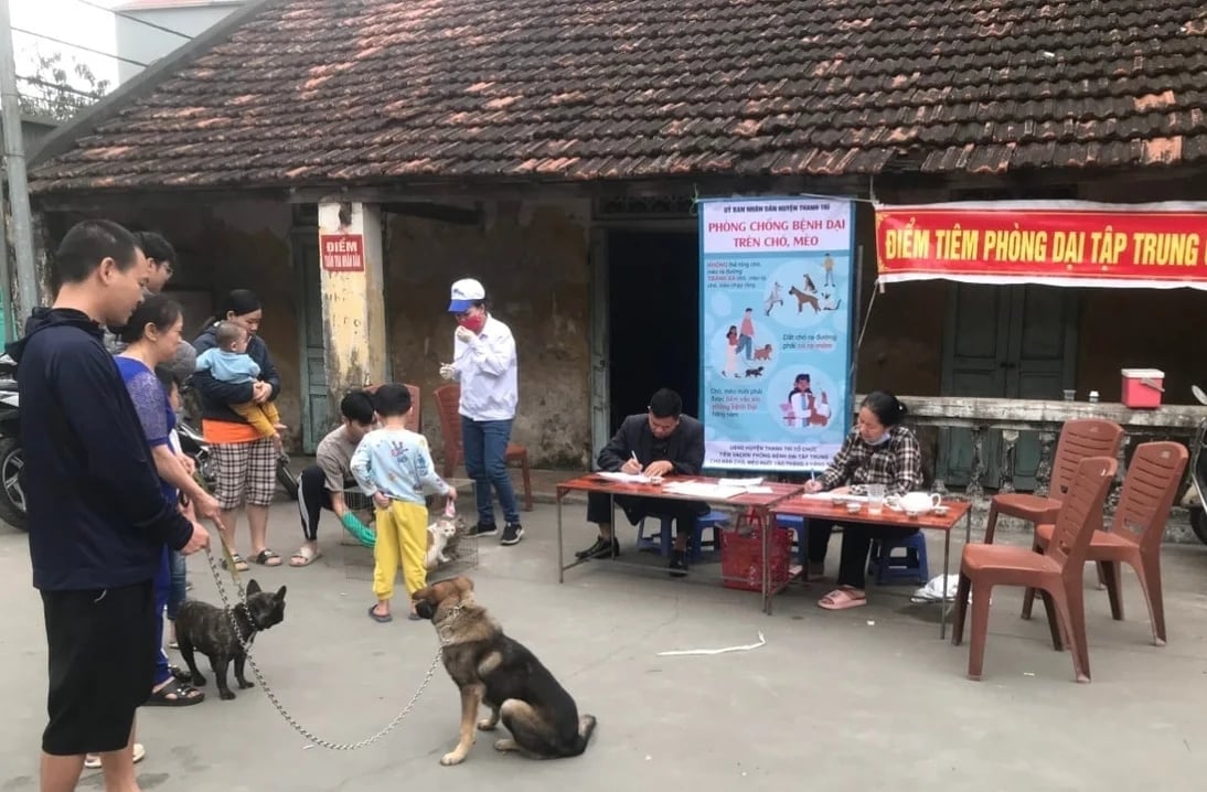 Hà Nội đặt mục tiêu kiểm soát bệnh dại trên đàn chó, mèo, phấn đấu không có người tử vong vì bệnh dại vào năm 2030 và những năm tiếp theo. Ảnh: Chi cục Chăn nuôi, Thủy sản và Thú y Hà Nội.