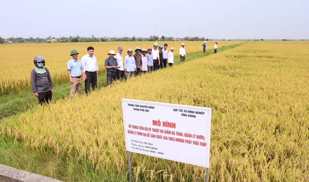 Thành viên HTX Nông nghiệp Vĩnh Xương tham gia mô hình canh tác lúa áp dụng kỹ thuật '3 giảm 3 tăng', mang lại hiệu quả cao. Ảnh: Văn Dinh.
