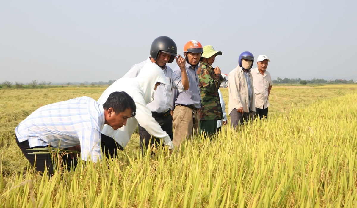 Năm 2026, mô hình áp dụng kỹ thuật '3 giảm 3 tăng' trong canh tác lúa được Trung tâm Khuyến nông TP Huế triển khai trên quy mô hơn 400 ha tại gần 30 HTX trên địa bàn Thành phố. Ảnh: Văn Dinh.