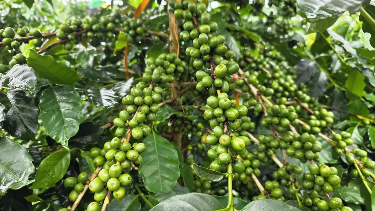 Cà phê chè Sơn La giai đoạn nuôi quả, chuẩn bị vào vụ thu hoạch. Ảnh: BFC.