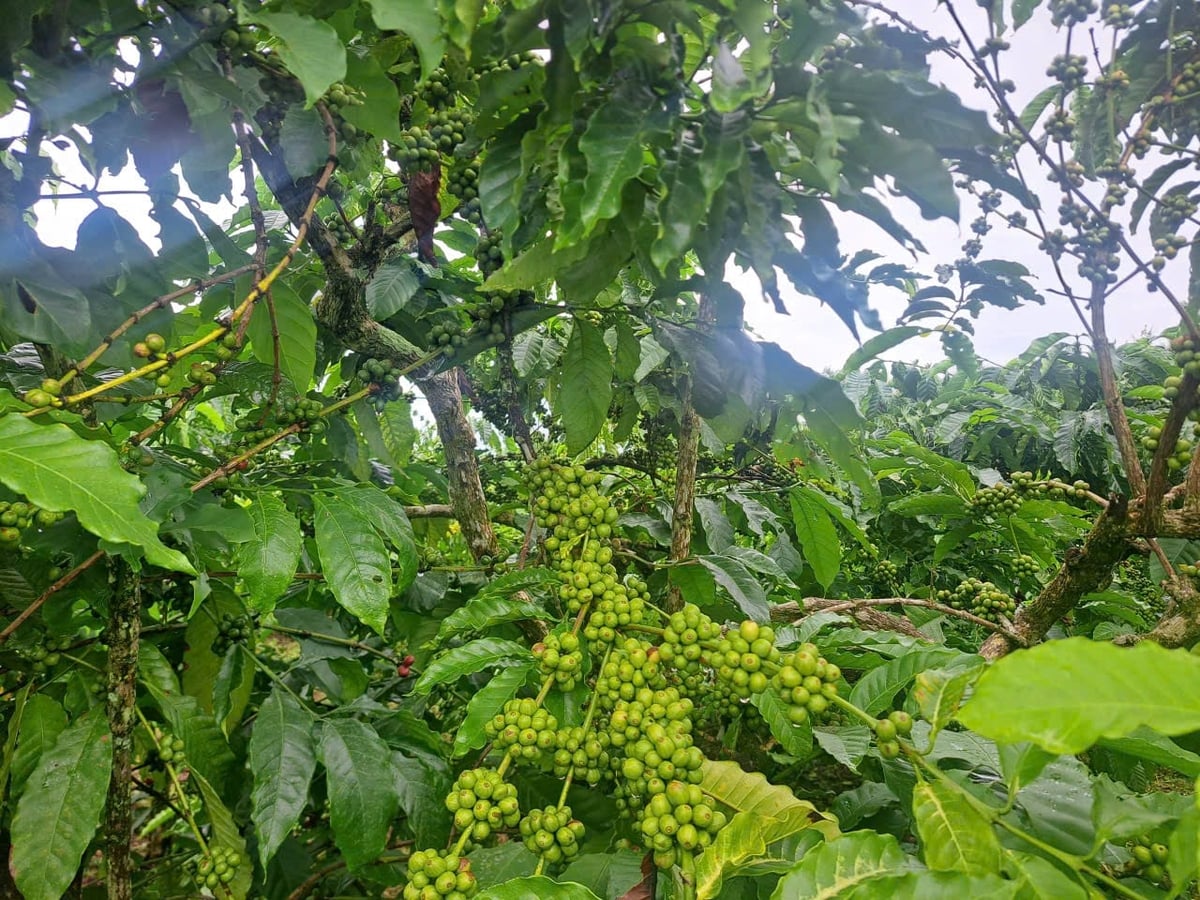 Cà phê là cây trồng chủ lực ở xã Đăk Mar, tỉnh Quảng Ngãi. Ảnh: Lê Khánh.
