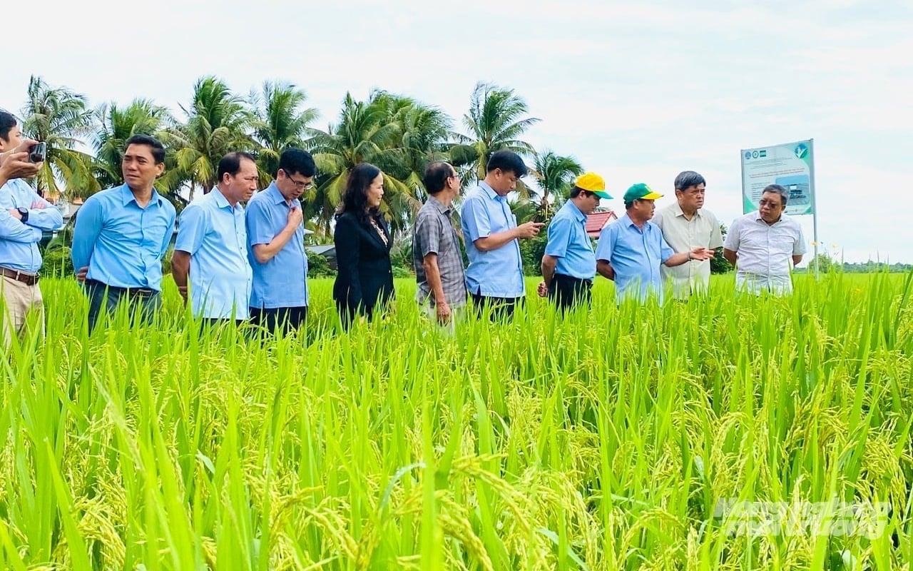 Nguyên Thứ trưởng Bộ Nông nghiệp và Môi trường Trần Thanh Nam (thứ hai từ phải sang) thăm mô hình với sự tham gia của Công ty cổ phần Phân bón Bình Điền tại Đồng Tháp Mười. Ảnh: Tâm Phan. 