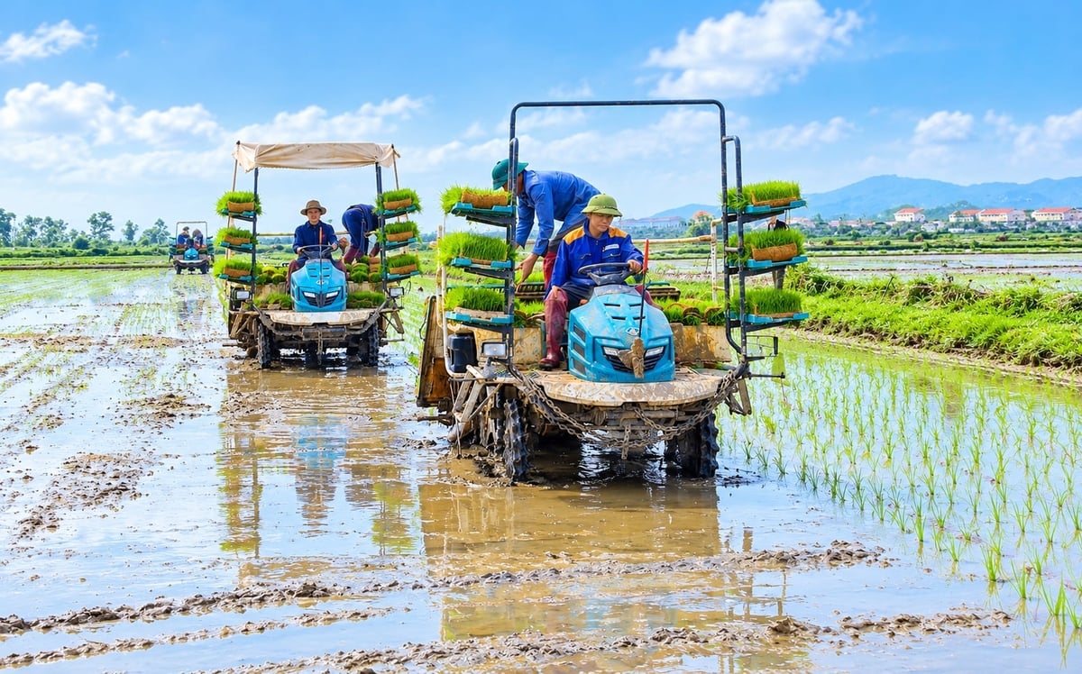 Hà Tĩnh tiếp tục khuyến khích đưa mạ kha,y máy cấy vào canh tác kết hợp kỹ thuật tưới ngập - khô xen kẽ. Ảnh: Thanh Nga.
