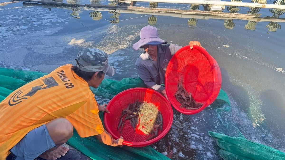 Tôm nuôi áp dụng công nghệ 4.0 phát triển nhanh, ít bị dịch bệnh nhờ được can thiệp các biện pháp kỹ thuật kịp thời. Ảnh: L.K. Tôm nuôi áp dụng công nghệ 4.0 phát triển nhanh, ít bị dịch bệnh nhờ được can thiệp các biện pháp kỹ thuật kịp thời. Ảnh: L.K.