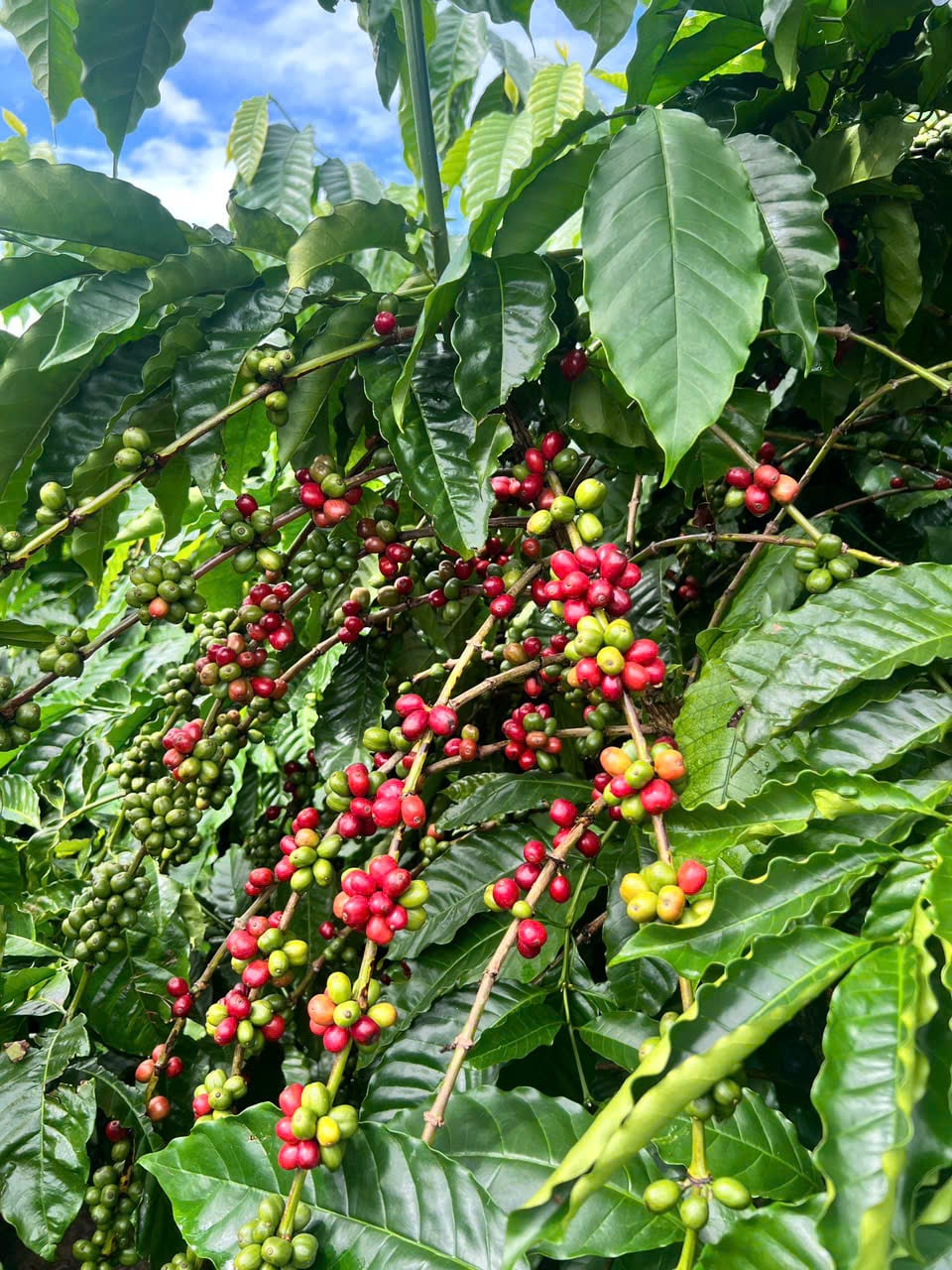 Cà phê Đắk Hà bước vào giai đoạn chín, chuẩn bị cân đo năng suất hai phần vườn. Ảnh: Duy Huy.