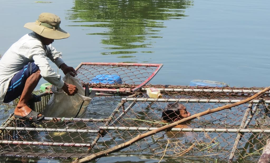 Nghề nuôi cá lồng trên sông Bồ đã giúp hàng trăm hộ gia đình ổn định cuộc sống. Ảnh: Văn Dinh.