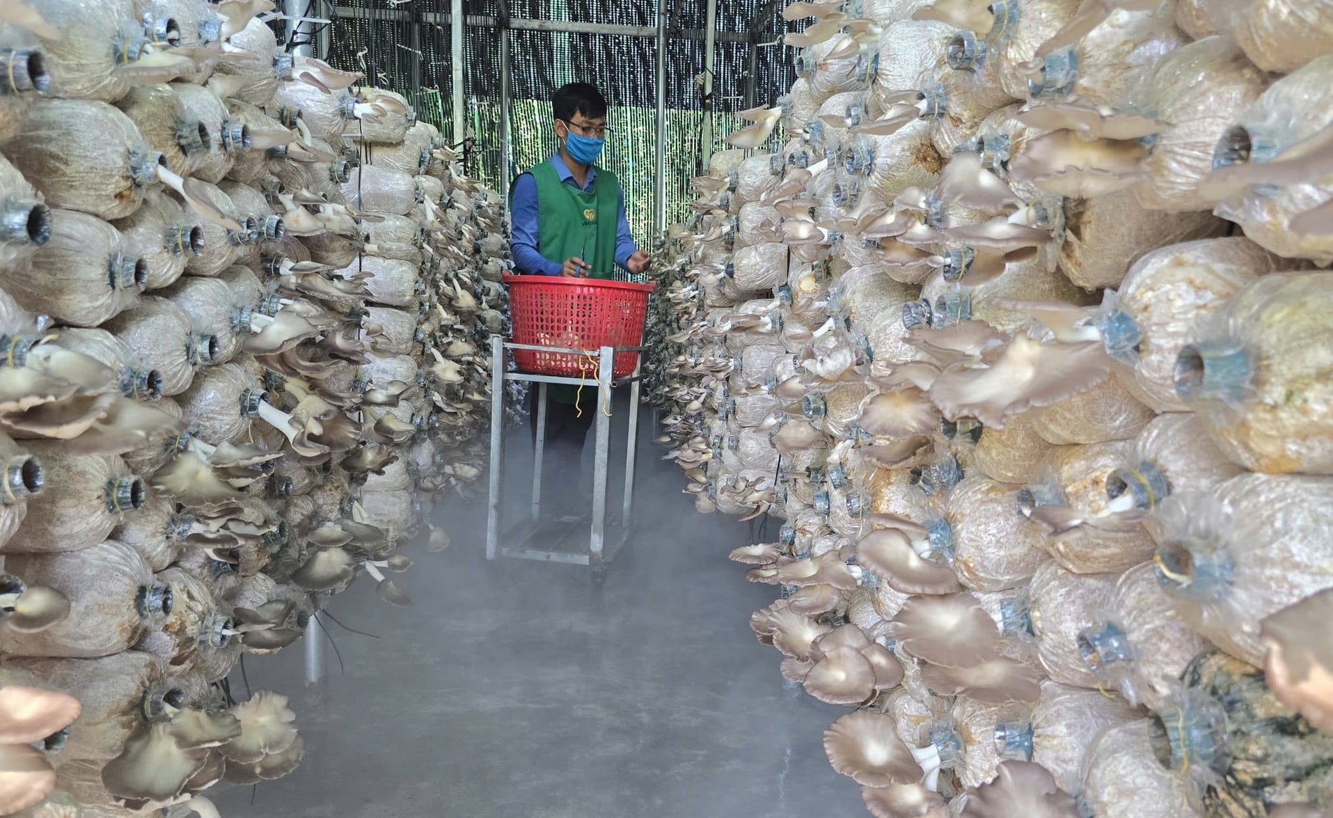 Mô hình trồng nấm hiệu quả của anh Nguyễn Hữu Ngọc ở xã Suối Hiệp, tỉnh Khánh Hòa. Ảnh: KS.