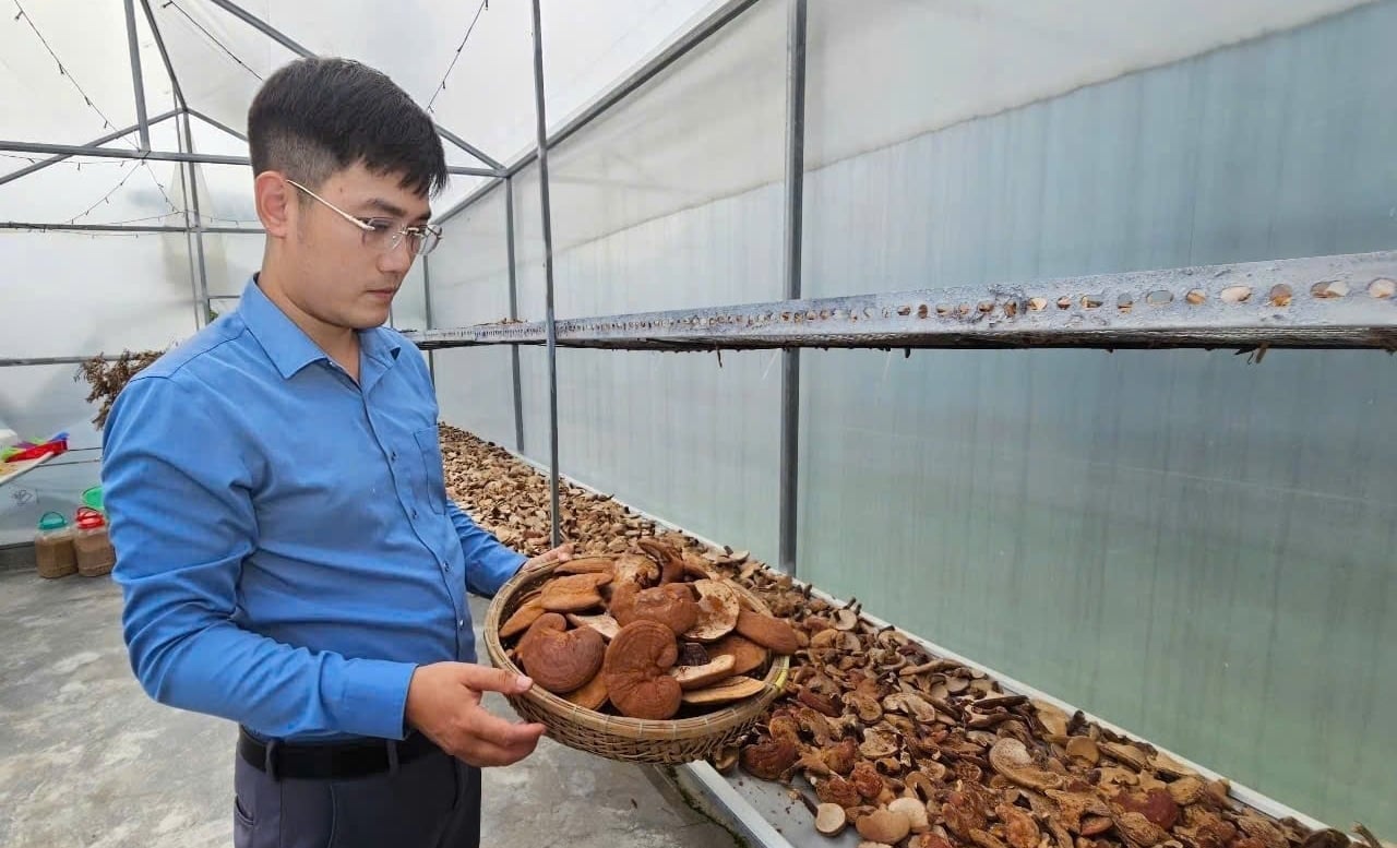 Anh Ngọc giới thiệu nấm linh chi được sấy khô trong nhà màng. Ảnh: KS.