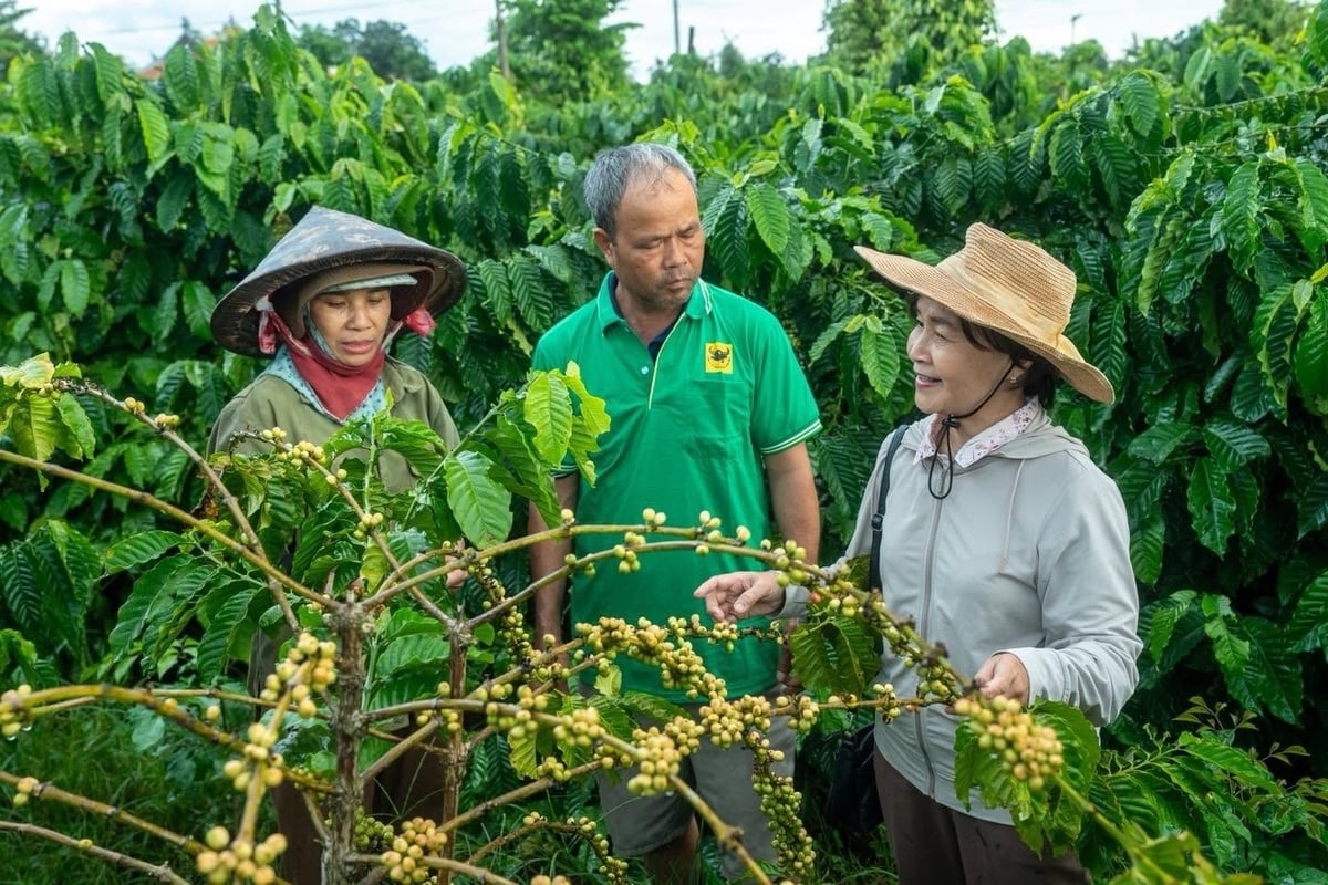 T.S Tôn Nữ Tuấn Nam - Cố vấn chương trình Canh tác cà phê thông minh (bìa phải) tỉ mỉ hướng dẫn bà con cách nhận biết sức khỏe thổ nhưỡng qua sắc màu của lá, chỉ rõ từng dấu hiệu rệp sáp hay nấm bệnh từ sớm để ưu tiên dùng giải pháp sinh học an toàn. Ảnh: Tấn Phong.