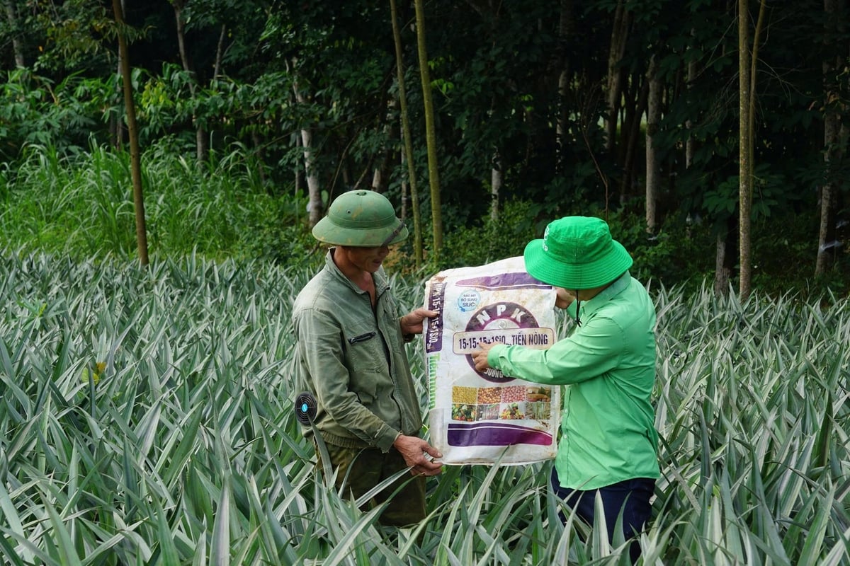 Anh Lê Trí Lực hướng dẫn nông dân sử dụng phân bón Tiến Nông. Ảnh: Quốc Toản. Anh Lê Trí Lực hướng dẫn nông dân sử dụng phân bón Tiến Nông. Ảnh: Quốc Toản.
