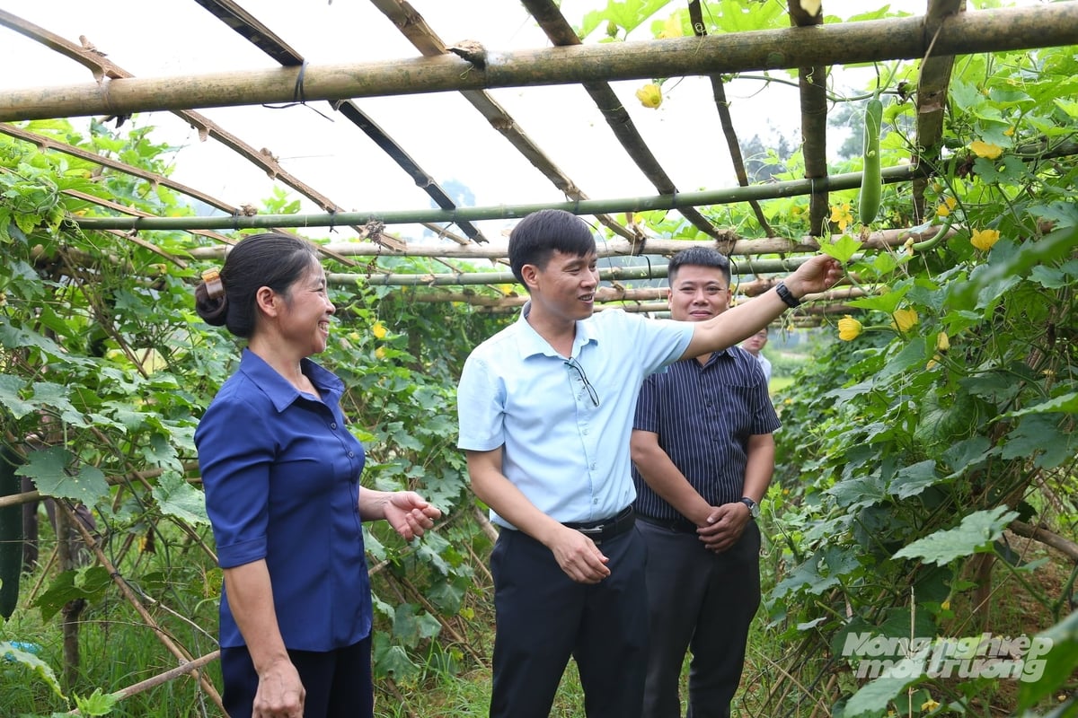 Ông Nguyễn Tuấn Anh, Chủ tịch UBND xã Hưng Khánh thăm vườn bí đao xanh và hướng dẫn người dân chăm sóc cây trong giai đoạn cho quả. Ảnh: Thanh Ngà. Ông Nguyễn Tuấn Anh, Chủ tịch UBND xã Hưng Khánh thăm vườn bí đao xanh và hướng dẫn người dân chăm sóc cây trong giai đoạn cho quả. Ảnh: Thanh Ngà.