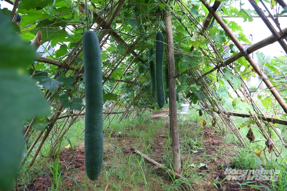 Giá bí đao xanh hiện dao động từ 15.000 - 20.000 đồng/kg. Ảnh: Thanh Ngà. Giá bí đao xanh hiện dao động từ 15.000 - 20.000 đồng/kg. Ảnh: Thanh Ngà.