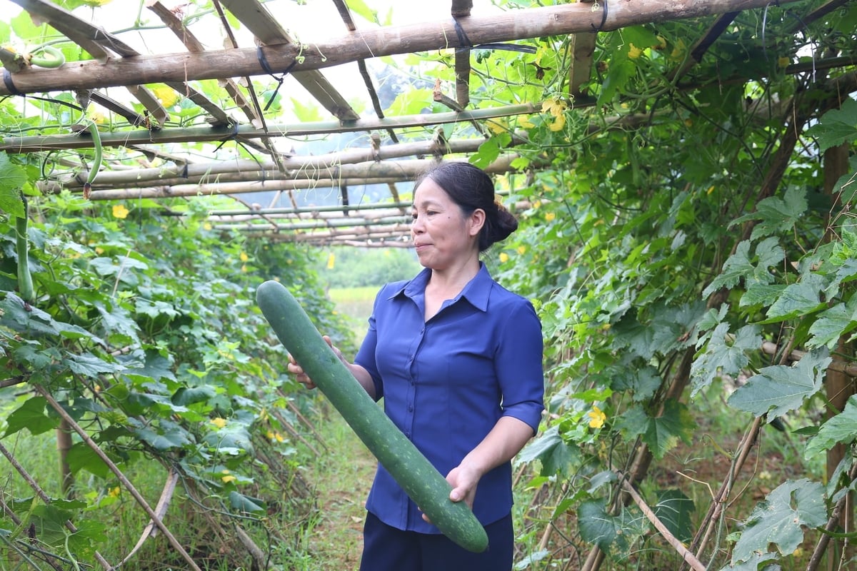 Cây bí đao xanh bước đầu mang lại hiệu quả kinh tế ở Hưng Khánh. Ảnh: Thanh Ngà. Cây bí đao xanh bước đầu mang lại hiệu quả kinh tế ở Hưng Khánh. Ảnh: Thanh Ngà.