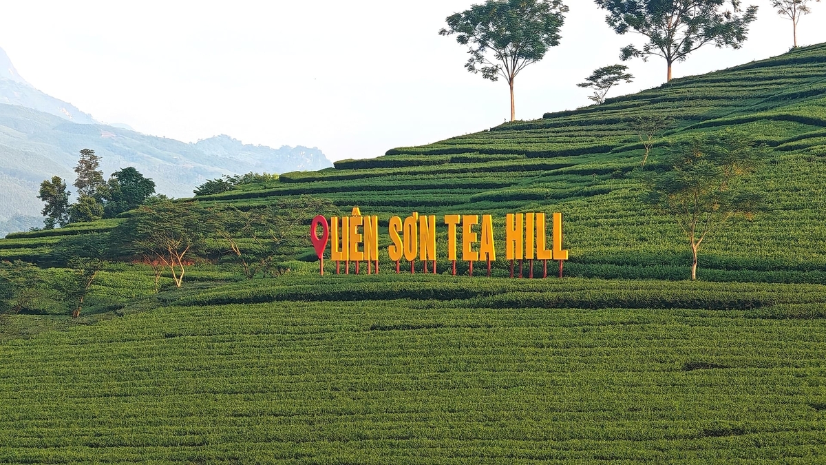 Xã Liên Sơn cũng định hướng sản xuất chè sạch gắn với phát triển du lịch. Ảnh: Thanh Tiến.