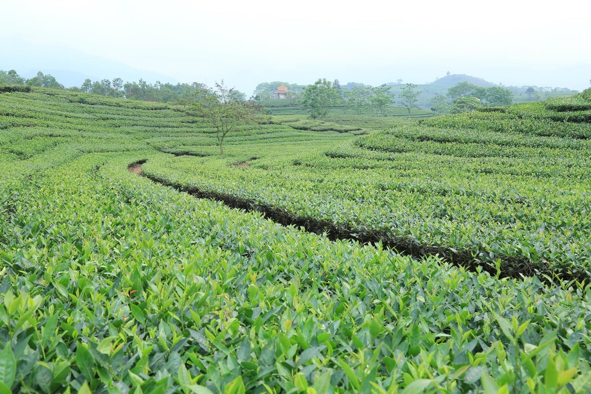 Cây chè giúp hàng trăm hộ dân Liên Sơn có đời sống ốn định. Ảnh: Thanh Tiến.