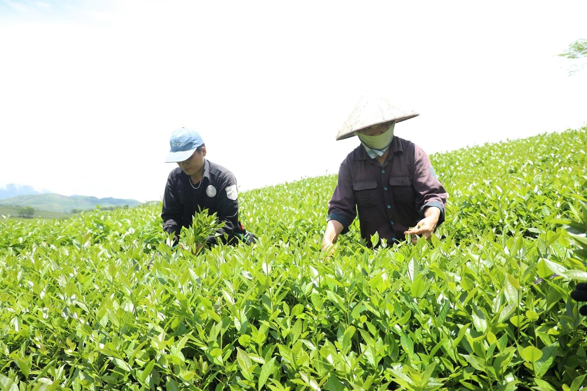 Người dân xã Liên Sơn thu hái chè búp tươi bán cho thương lái. Ảnh: Thanh Tiến.