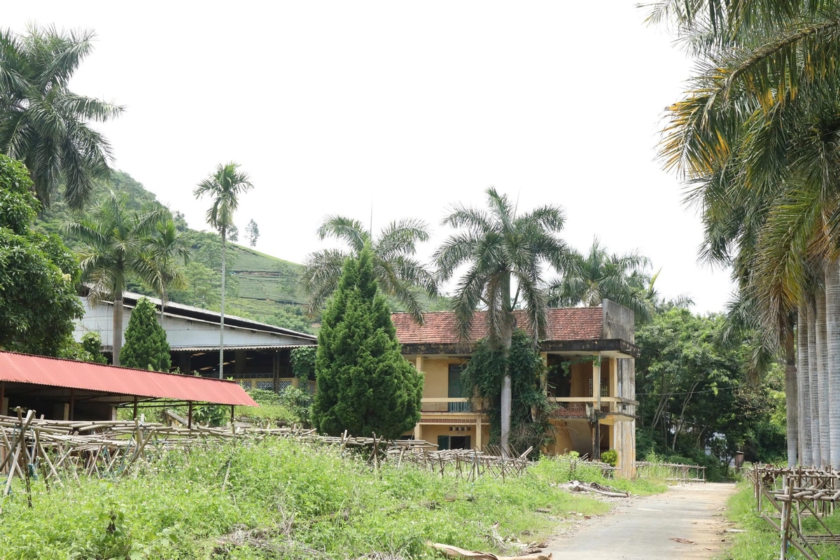 Khu vực nhà máy chè đã ngừng hoạt động. Ảnh: Thanh Tiến.