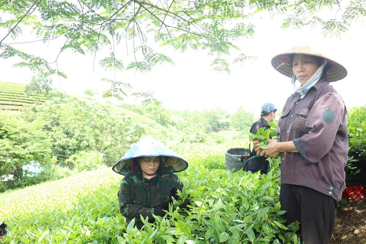 Sản phẩm chè của người dân Liên Sơn còn phụ thuộc vào thương lái từ nơi khác đến. Ảnh: Thanh Tiến.