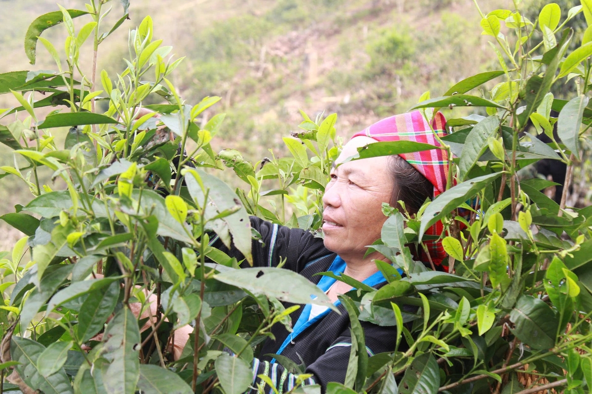 Cây chè shan tuyết gắn bó máu thịt với đồng bào Mông vùng cao. Ảnh: Thanh Tiến.