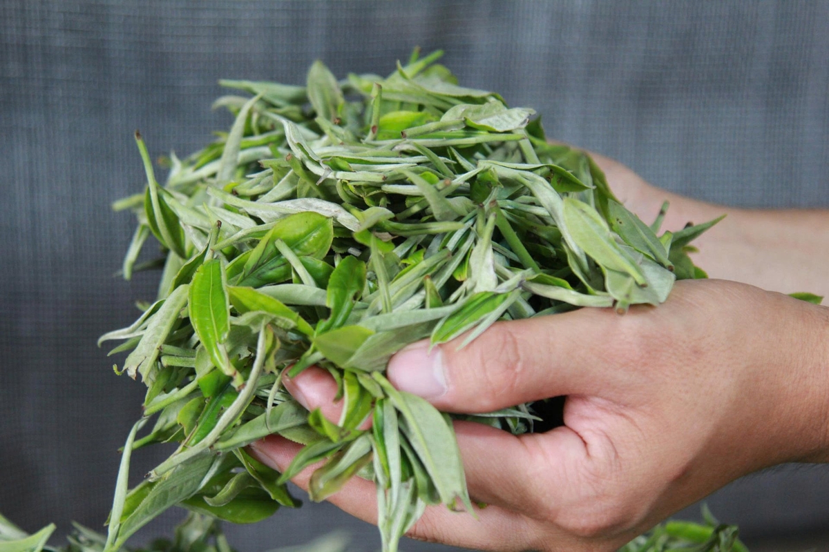 Chè búp tươi của bà con được Hợp tác xã Chè 5 Cực thu mua với giá có lúc lên đến 320.000 đồng/kg. Ảnh: Thanh Tiến.