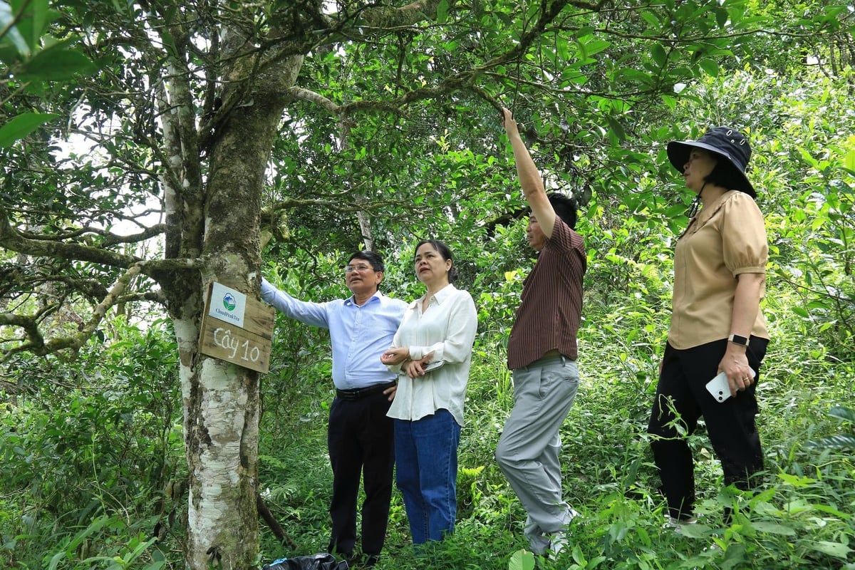 Giá trị của vùng chè quý hiếm chưa được khai thác xứng tầm. Ảnh: Thanh Tiến.