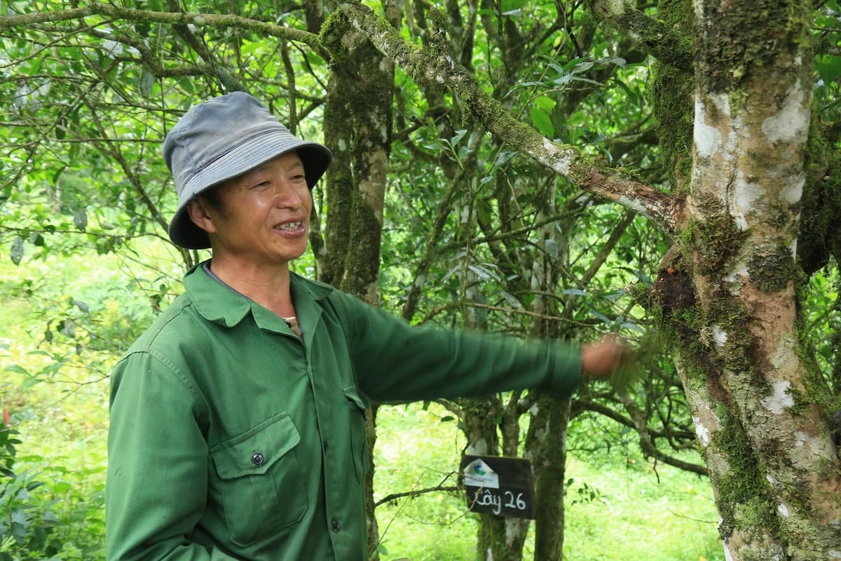Vùng chè quý chưa được khai thác xứng tầm để mang lại lợi nhuận cao cho người dân. Ảnh: Thanh Tiến.