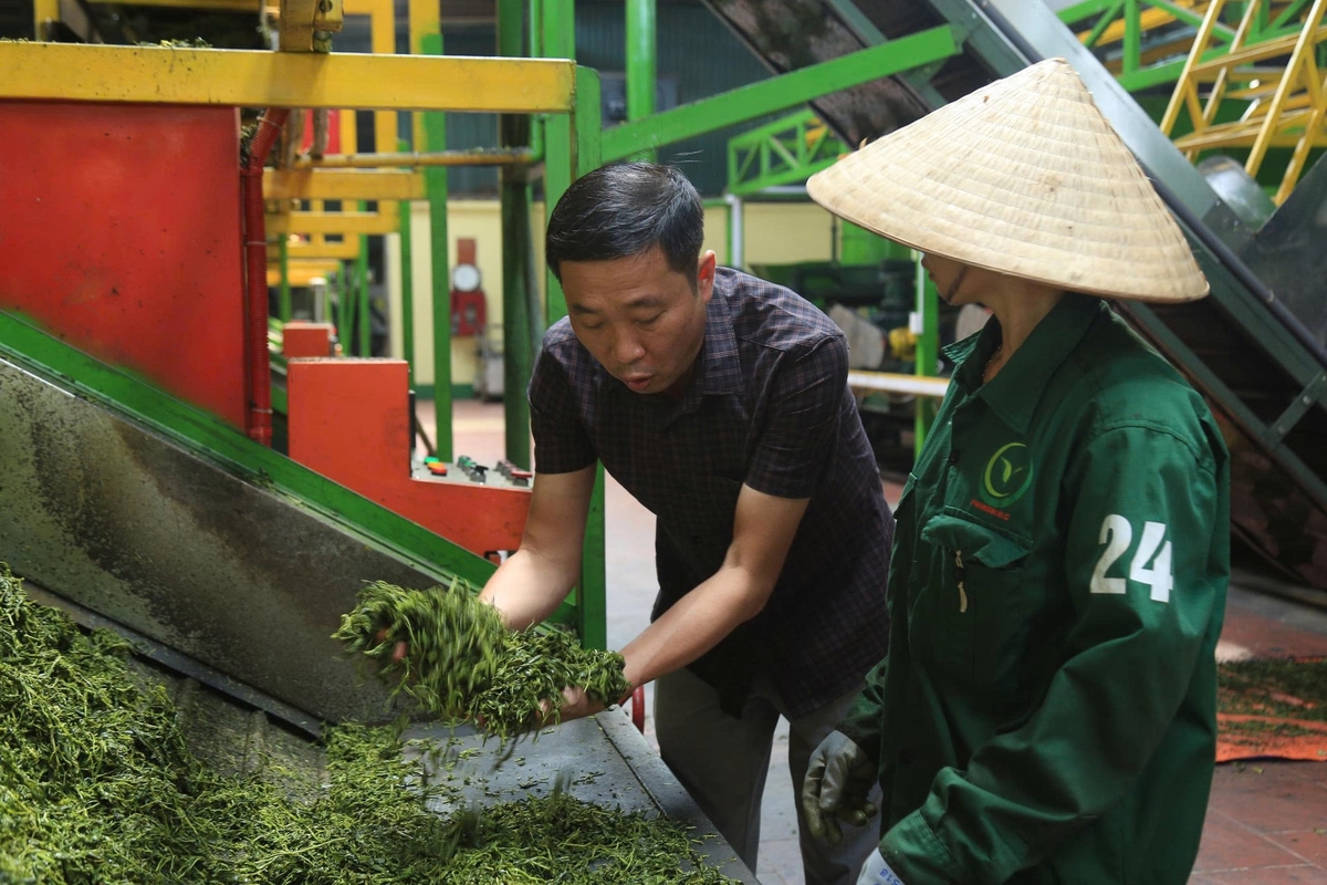 Công ty cổ phần Phong Hải đầu tư nhiều máy móc hiện đại trong chế biến chè. Ảnh: Thanh Tiến. Công ty cổ phần Phong Hải đầu tư nhiều máy móc hiện đại trong chế biến chè. Ảnh: Thanh Tiến.