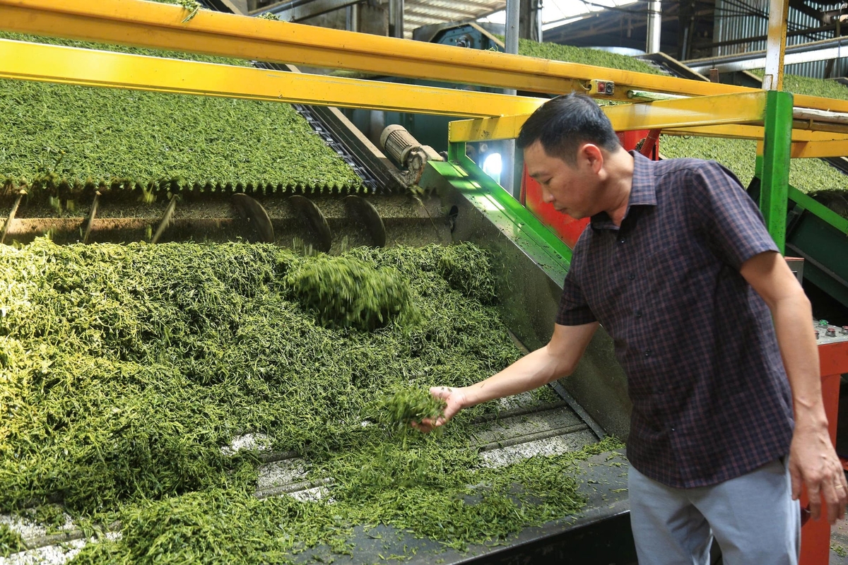 Dây chuyền chế biến hiện đại giúp nâng cao chất lượng sản phẩm trà. Ảnh: Thanh Tiến. Dây chuyền chế biến hiện đại giúp nâng cao chất lượng sản phẩm trà. Ảnh: Thanh Tiến.