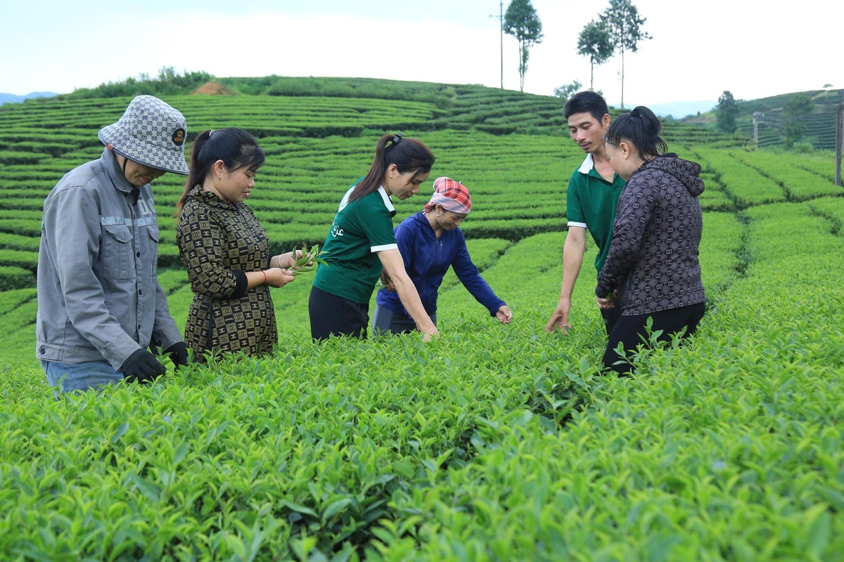 Liên kết với người dân trong việc xây dựng vùng nguyên liệu chè sạch là yếu tố sống còn với doanh nghiệp. Ảnh: Thanh Tiến. Liên kết với người dân trong việc xây dựng vùng nguyên liệu chè sạch là yếu tố sống còn với doanh nghiệp. Ảnh: Thanh Tiến.