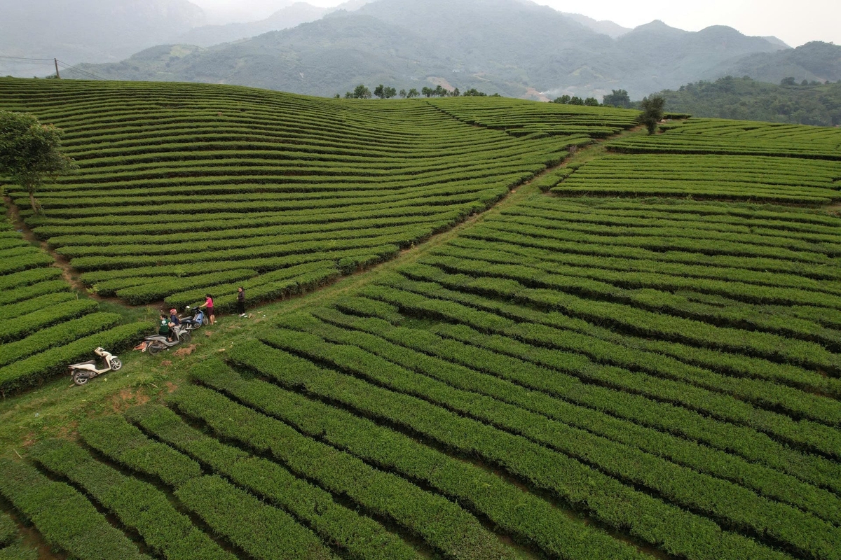 Lào Cai có sản lượng chè xuất khẩu lớn nhưng chưa để lại tên tuổi trên thị trường quốc tế. Ảnh: Thanh Tiến. Lào Cai có sản lượng chè xuất khẩu lớn nhưng chưa để lại tên tuổi trên thị trường quốc tế. Ảnh: Thanh Tiến.